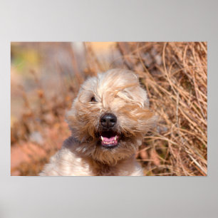 Porträt eines Soft Coated Wheaten Terriers Poster