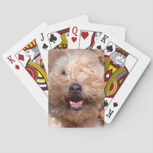 Porträt eines Soft Coated Wheaten Terriers Spielkarten