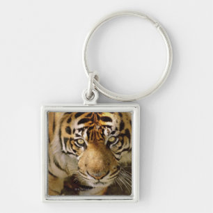 Porträt eines Tigers Schlüsselanhänger