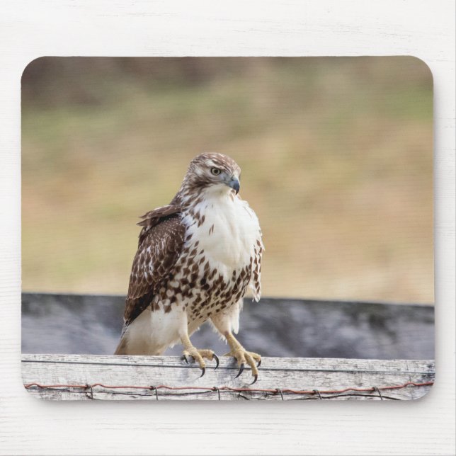 Porträt eines ungetrübten roten Schwanzfalken Mousepad (Vorne)