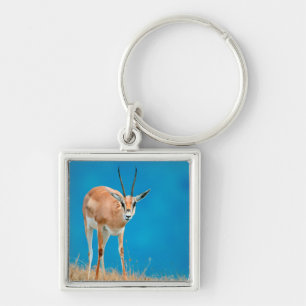 Porträt eines weiblichen Grant-Gazelle (Gazella Gr Schlüsselanhänger
