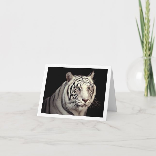 Porträt eines weißen bengalischen Tigers Karte (Vorderseite)