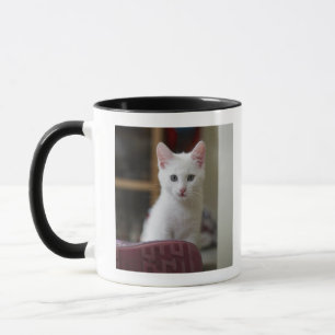 Porträt eines weißen Kätzchens, Schweden Tasse