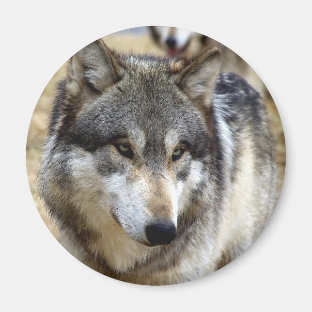 Porträt eines Wolfs Magnet (Vorne)