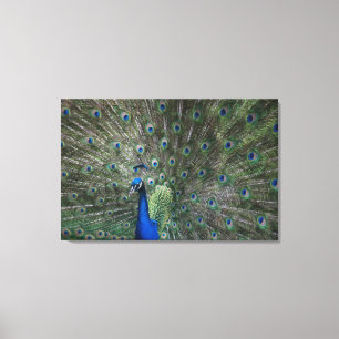 Porträt, Federn, bunt, Pfau, draußen, Leinwanddruck