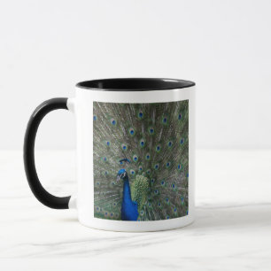 Porträt, Federn, bunt, Pfau, draußen, Tasse