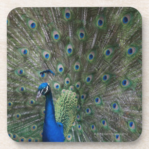 Porträt, Federn, bunt, Pfau, draußen, Untersetzer