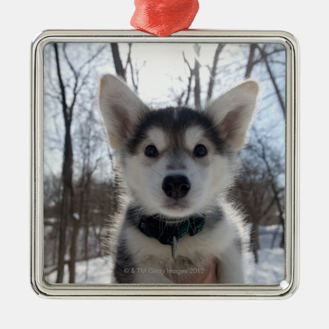 Porträt im Freiendes heiseren Hundewelpen Silbernes Ornament (Vorne)