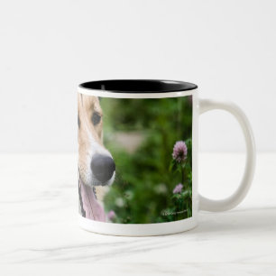 Porträt im Freiendes Hundes hinlegend in der Wies Zweifarbige Tasse