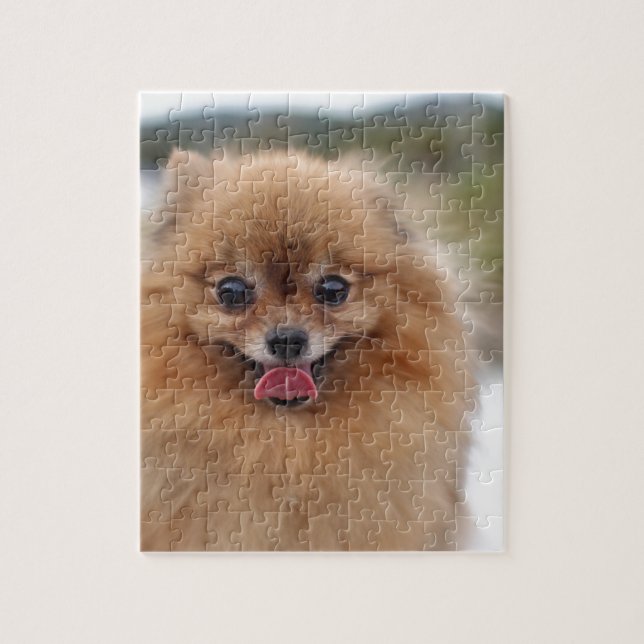 Porträt Pomeranian Hund (Vertikal)
