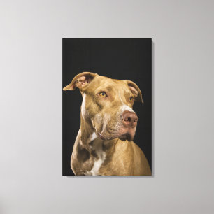 Porträt roten Nase pitbull mit Schwarzem Leinwanddruck