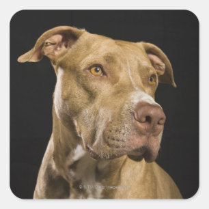 Porträt roten Nase pitbull mit Schwarzem Quadratischer Aufkleber