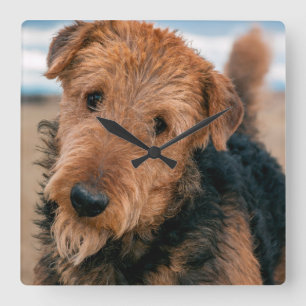 Porträt von Airedale Terrier 2 Quadratische Wanduhr