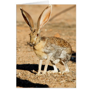 Porträt von Antelope Jackkanbit, Arizona