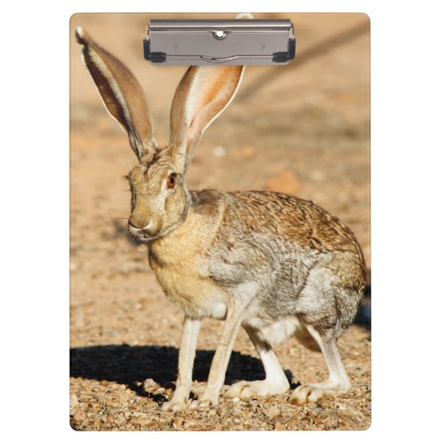 Porträt von Antelope Jackkanbit, Arizona Klemmbrett (Vorderseite)