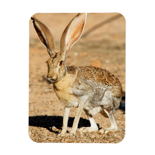 Porträt von Antelope Jackkanbit, Arizona Magnet (Vertikal)