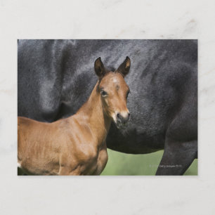Porträt von Braunfressern Postkarte