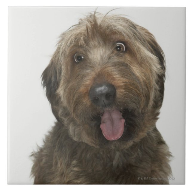 Porträt von Briard Hund Fliese (Vorderseite)