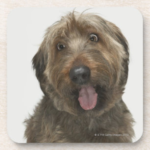 Porträt von Briard Hund Getränkeuntersetzer