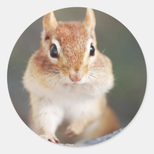 Porträt von Chipmunk mit vollen Backen Runder Aufkleber