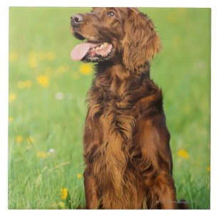 Porträt von Hund 2 Fliese