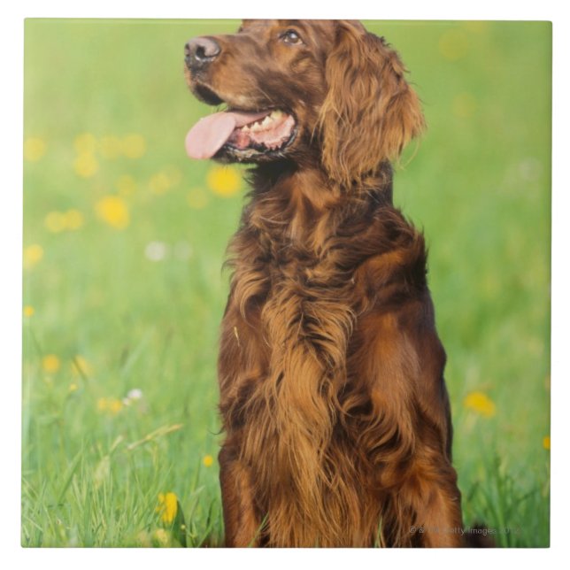 Porträt von Hund 2 Fliese (Vorderseite)