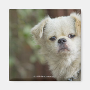 Porträt von Hund 2 Magnet