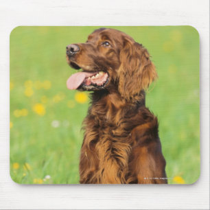 Porträt von Hund 2 Mousepad