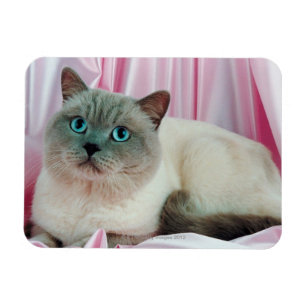 Porträt von Katze 4 Magnet