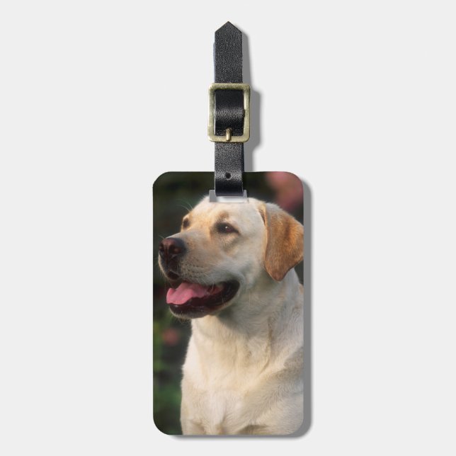 Porträt von Labrador retriever, Hilton Gepäckanhänger (Vorderseite vertikal)