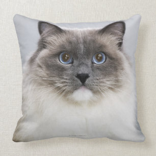Porträt von Ragdoll Katze Kissen