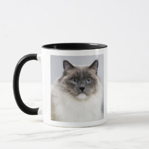 Porträt von Ragdoll Katze Tasse