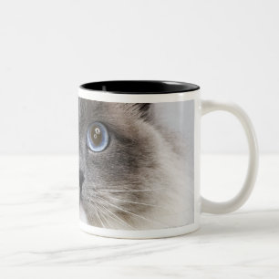 Porträt von Ragdoll Katze Zweifarbige Tasse