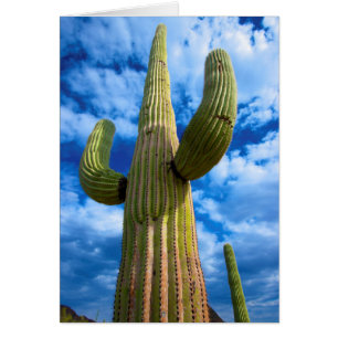 Porträt von Saguaro, Arizona