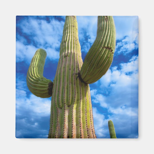 Porträt von Saguaro, Arizona Magnet (Vorne)