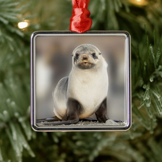 Porträt von Siegel Pup am Strand Ornament Aus Metall (Baum)