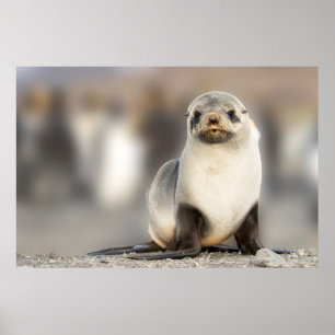 Porträt von Siegel Pup am Strand Poster
