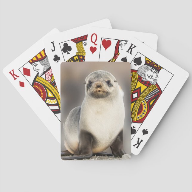 Porträt von Siegel Pup am Strand Spielkarten (Rückseite)