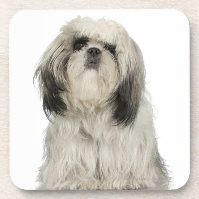 Porträt von tibetanisches Terrier-Welpen Getränkeuntersetzer (Vorderseite)
