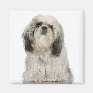 Porträt von tibetanisches Terrier-Welpen Magnet