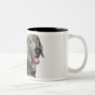 Porträt von Weimaraner Hund Zweifarbige Tasse