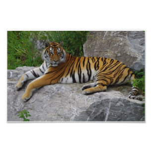 Porträtfoto eines Sibirischen Tigers Fotodruck