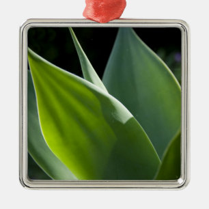 Portugal, Madeira Insel, Funchal. Botanisch Silbernes Ornament