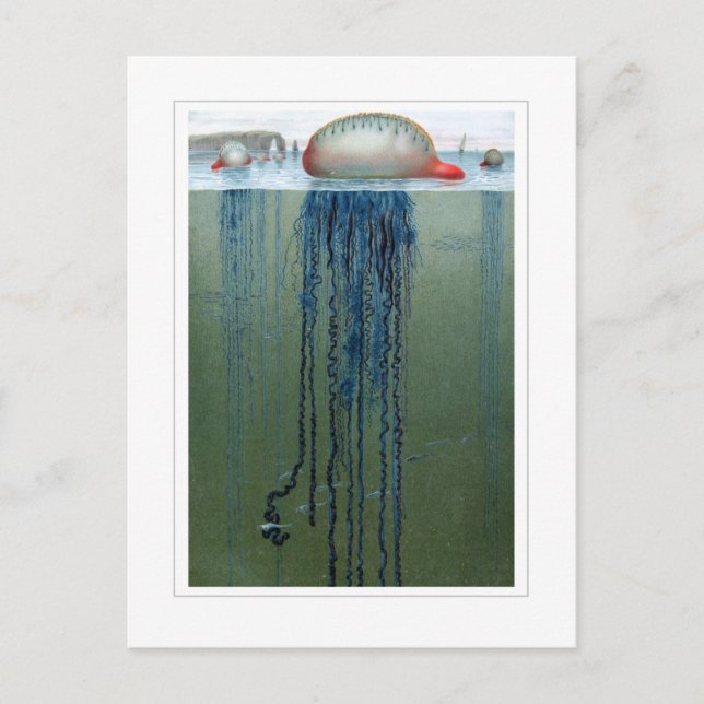 Portugese Man-o-war Postkarte (Vorderseite)