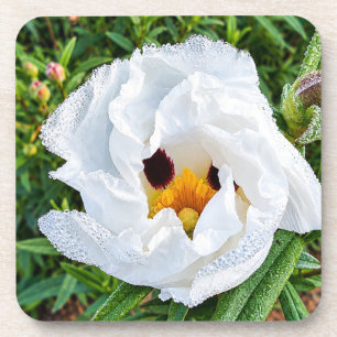 Portugiesische Gumrockrose – Wilde Schönheit des A Getränkeuntersetzer