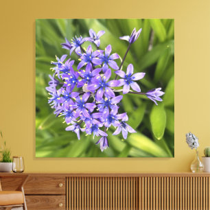Portugiesische Squill-Blume Schließen Naturschutzg Leinwanddruck