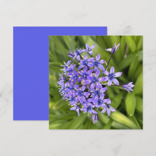Portugiesische Squill-Blume Schließen Naturschutzg Mitteilungskarte