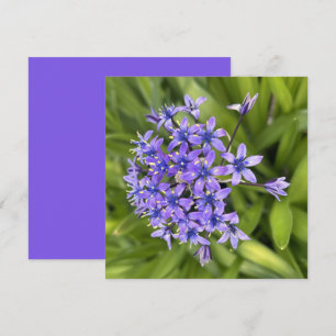Portugiesische Squill-Blume Schließen Naturschutzg Mitteilungskarte
