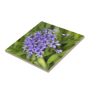 Portugiesische Squill-Blüten Nahaufnahme Naturfoto Fliese