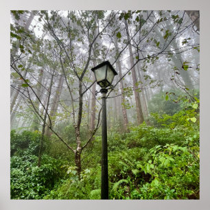 Portugiesischer Schwanz Poster